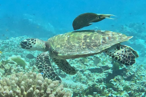 Hawksbill Turtle