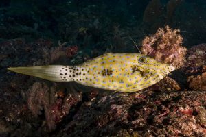Scribbled filefish at Koh Tachai dive site in the Similan Islands National Park