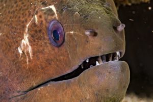 Giant moray eel seen at Koh Tachai dive site in the Similans