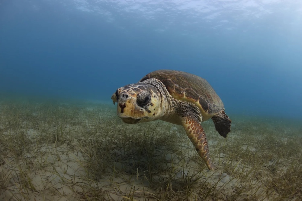 Loggerhead turtle by Kostas Papafitsorps