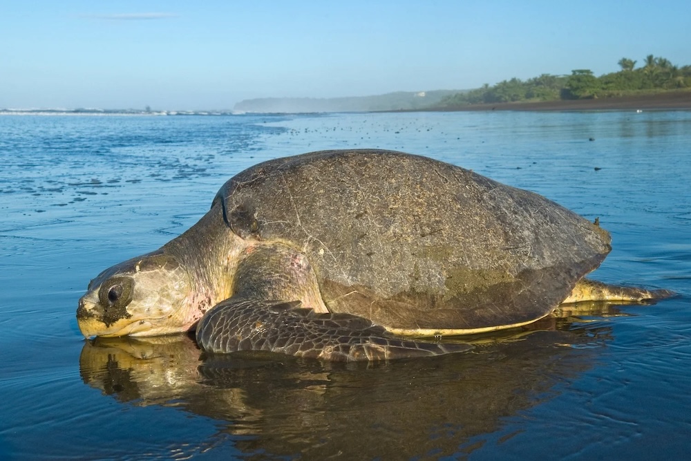 Olive Ridley turtle photographed by Roderic B Mast