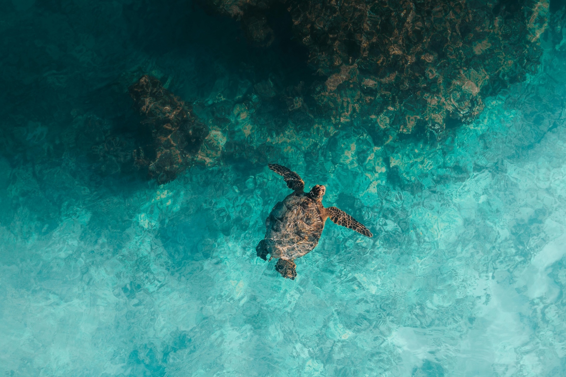 A turtle swims near a Similan Islands reef