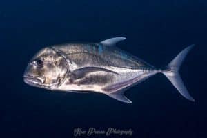 Giant trevally seen at Koh Tachai Pinnacle diving in the SImilan Islands