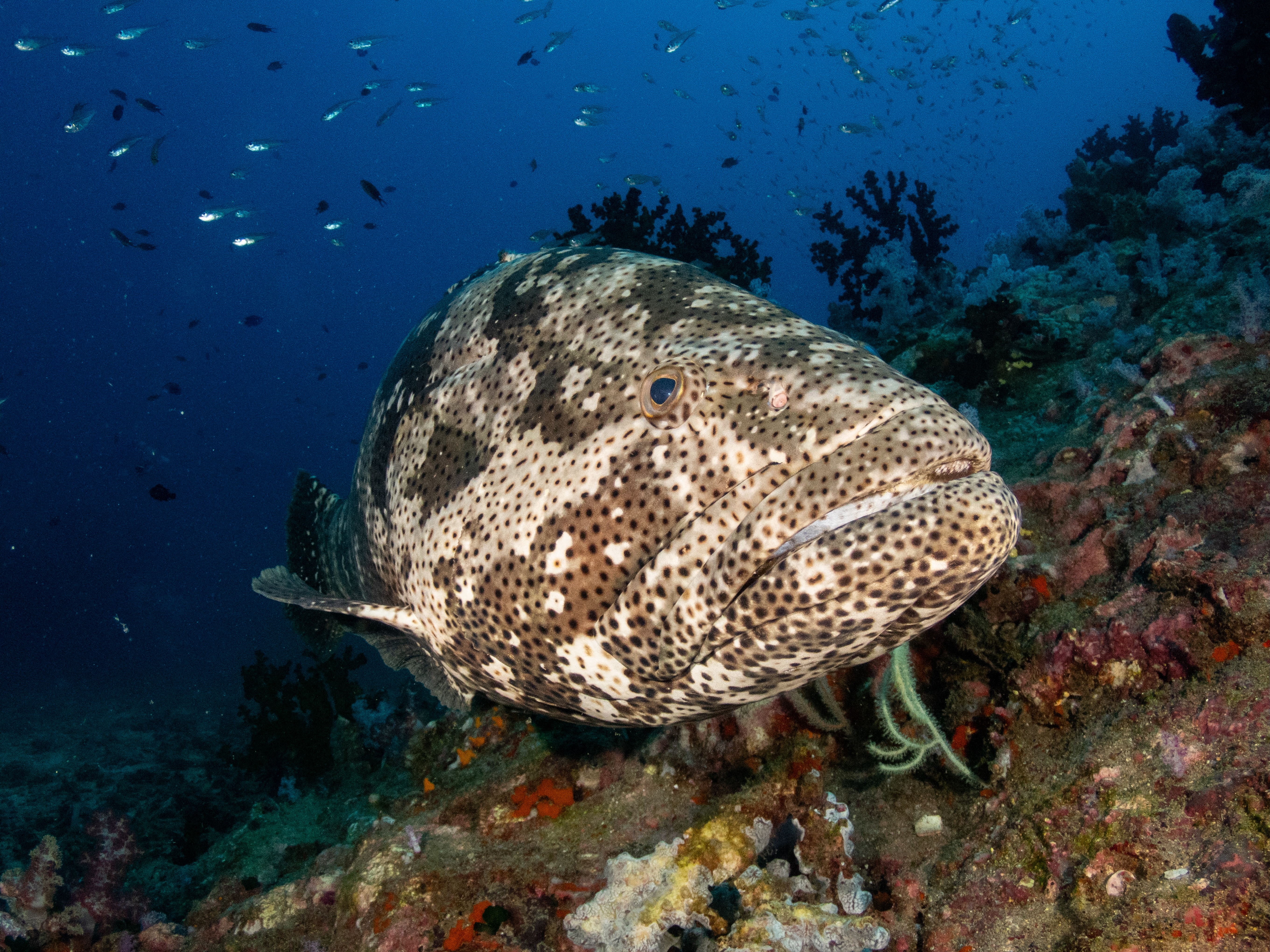 Brown-marbled grouper at Richelieu Rock in Thailand