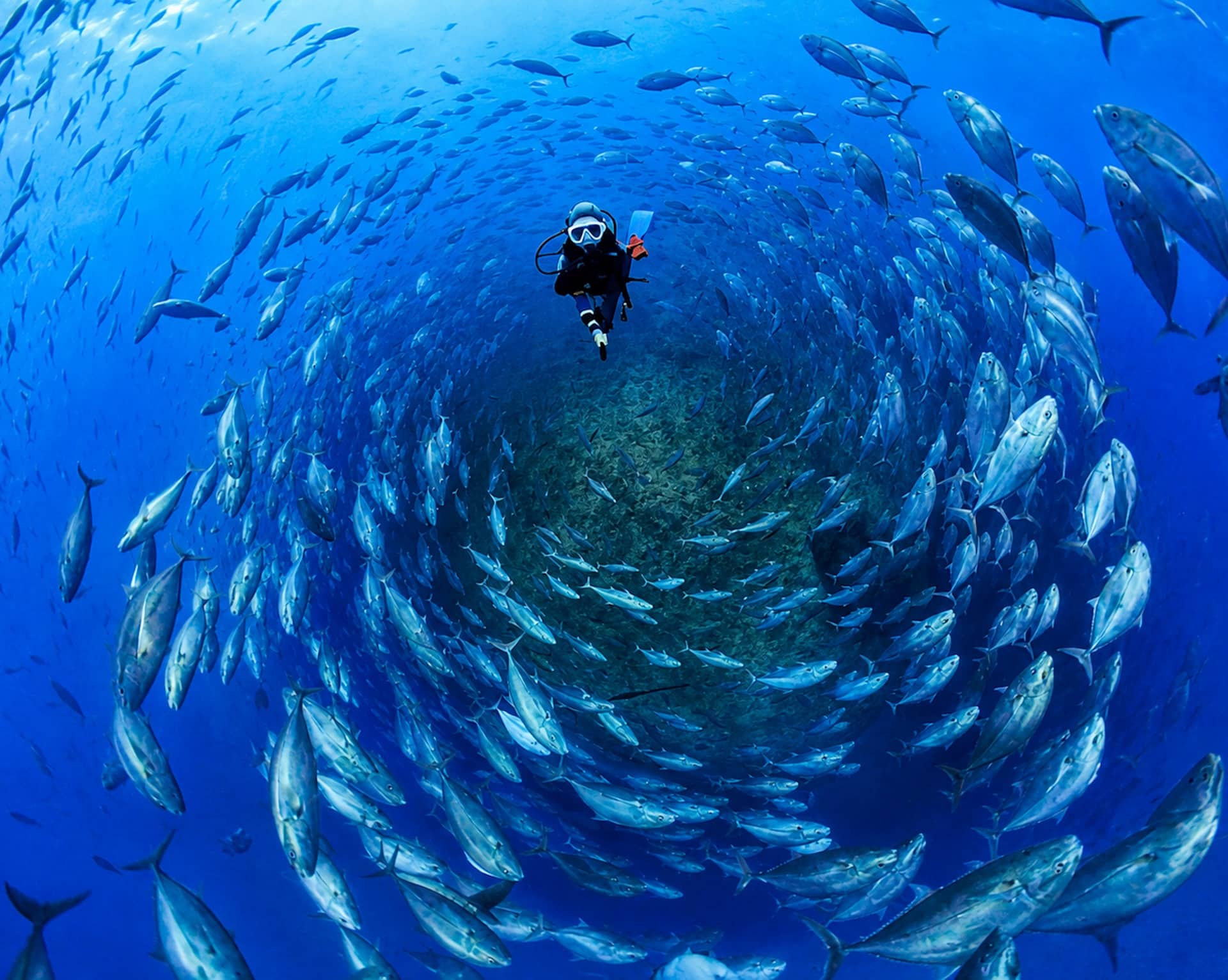 A scuba diver surrounded by fish at Richelieu Rock