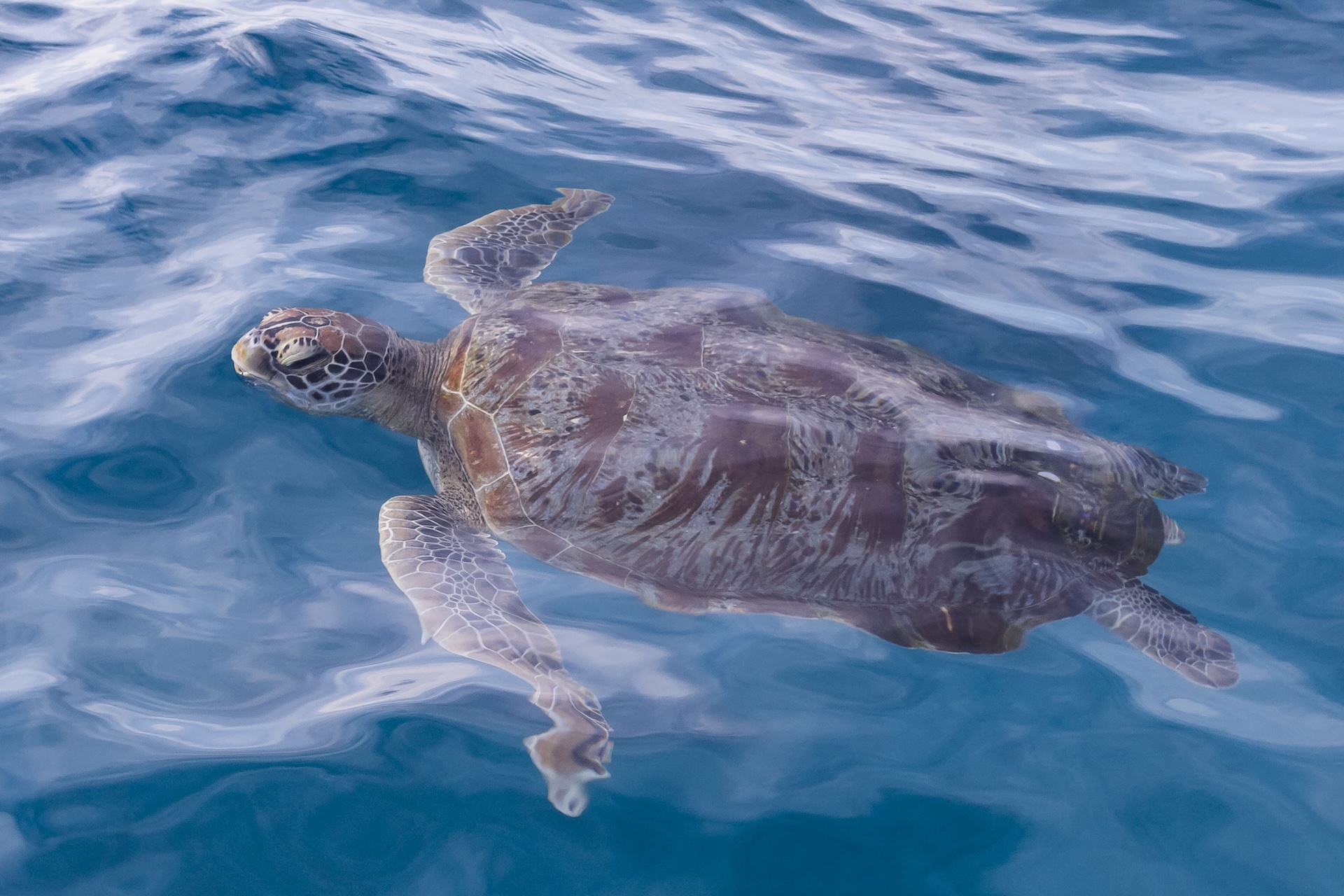 Turtle swimming in the Similan Islands
