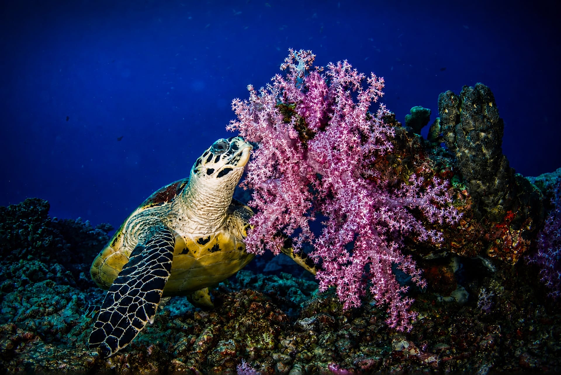 A turtle next to purple soft corals in the Similan Islands